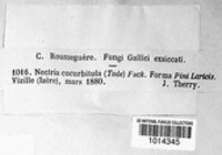 Corinectria fuckeliana image